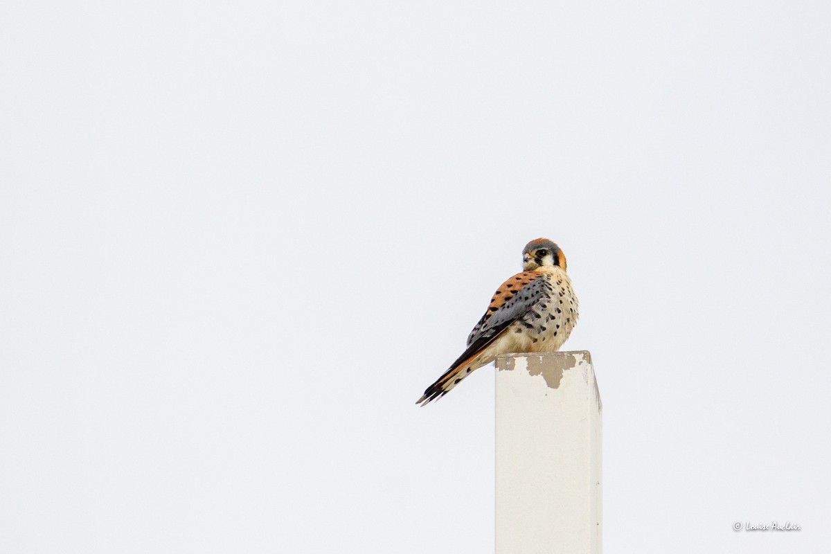 American Kestrel - ML616025551