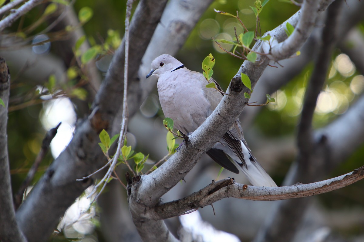 African Collared-Dove - ML616025577