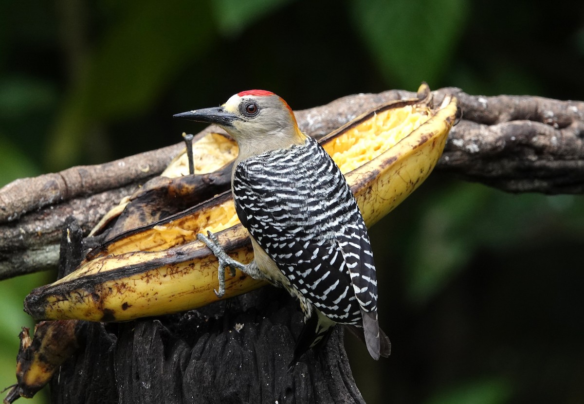 Hoffmann's Woodpecker - ML616025591
