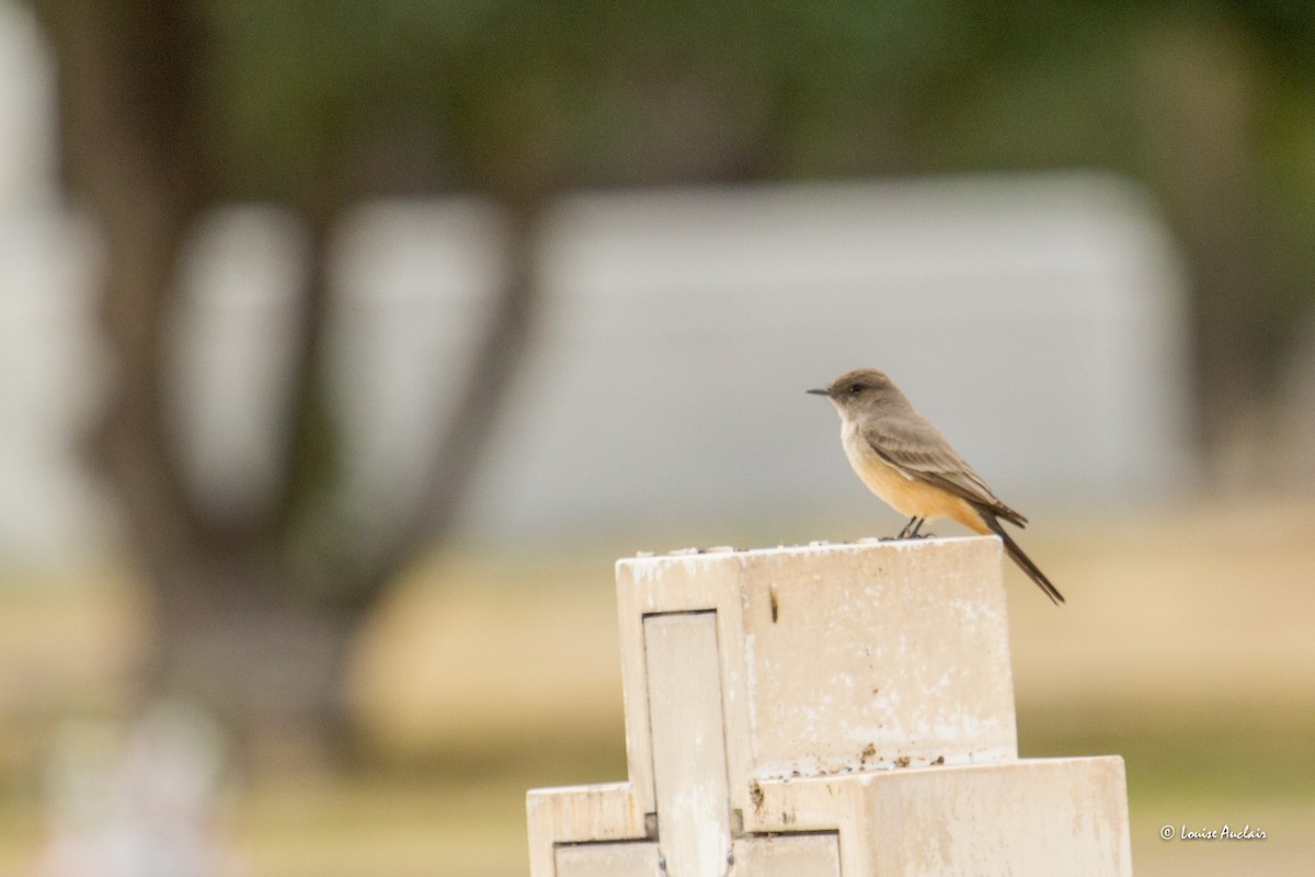 Say's Phoebe - ML616025597