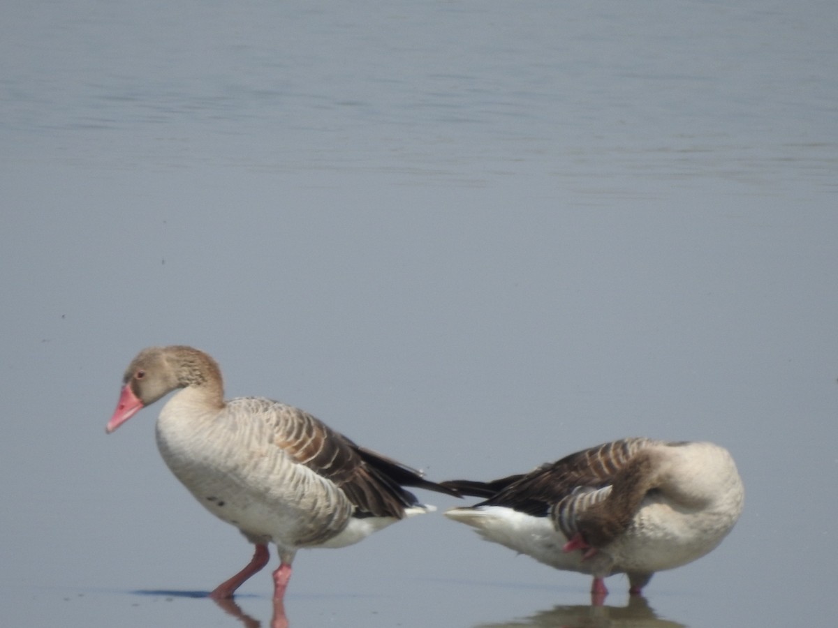 Graylag Goose - Hemraj Patil