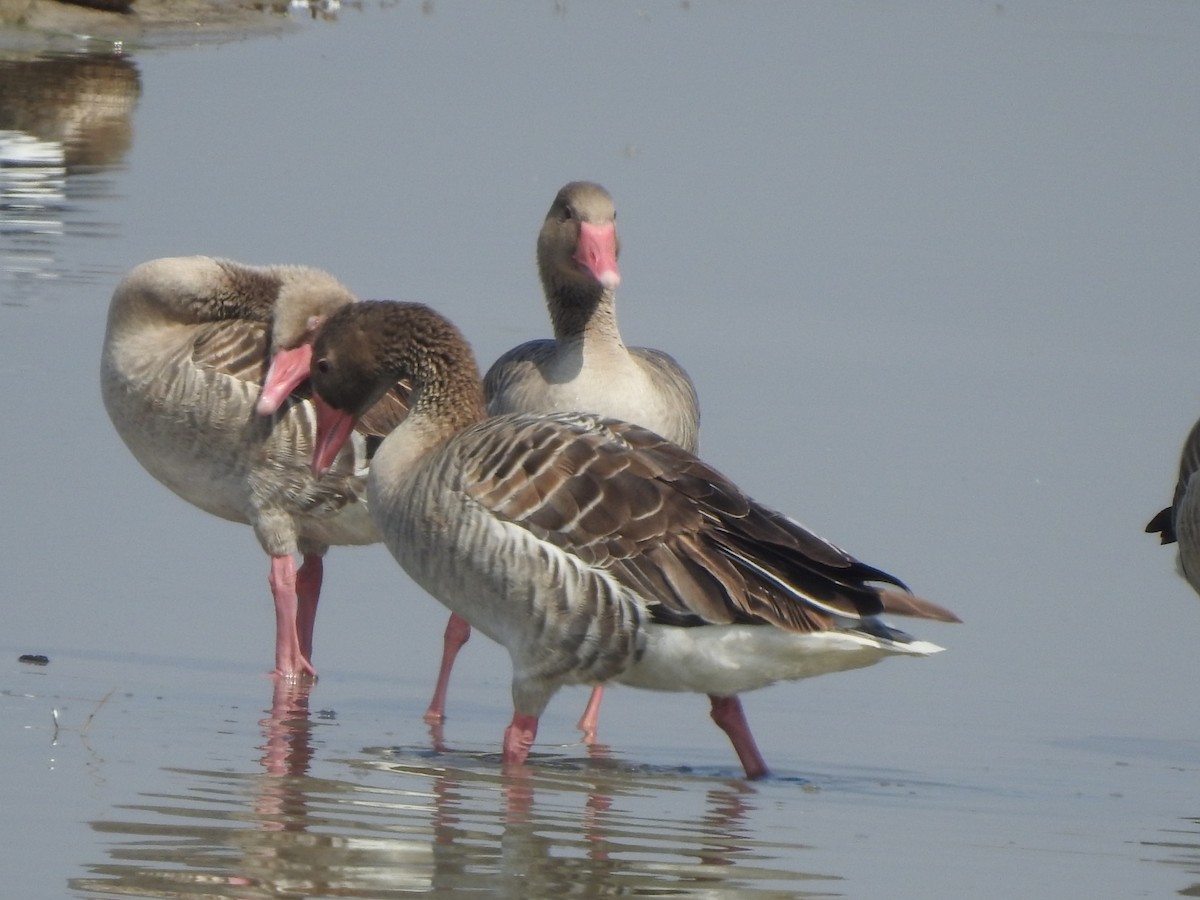 Graylag Goose - Hemraj Patil