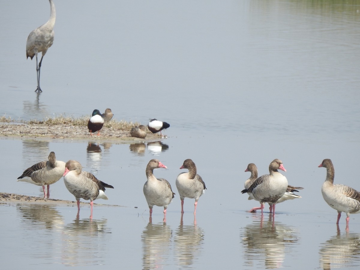 Graylag Goose - Hemraj Patil