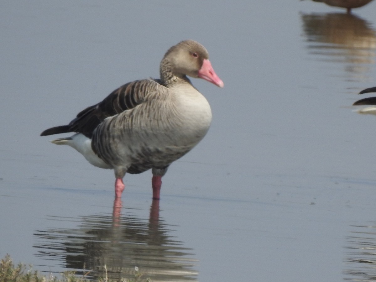 Graylag Goose - ML616025619