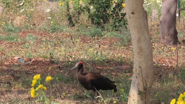 Red-naped Ibis - ML616025637