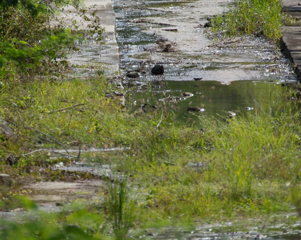 Green Sandpiper - ML616025668