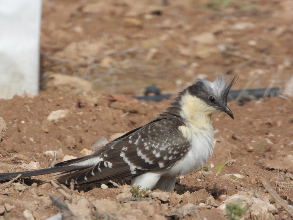 Great Spotted Cuckoo - ML616025669