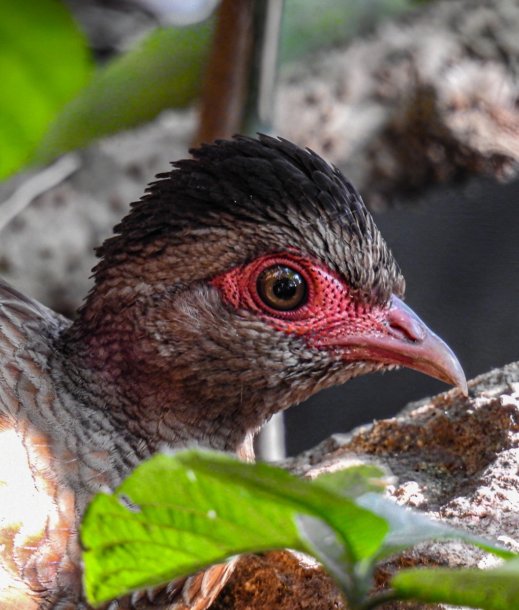 Red Spurfowl - ML616025712