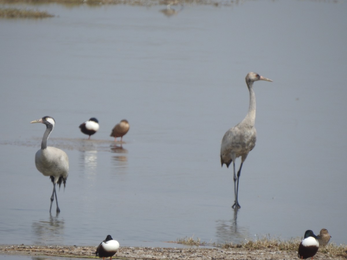 Common Crane - Hemraj Patil