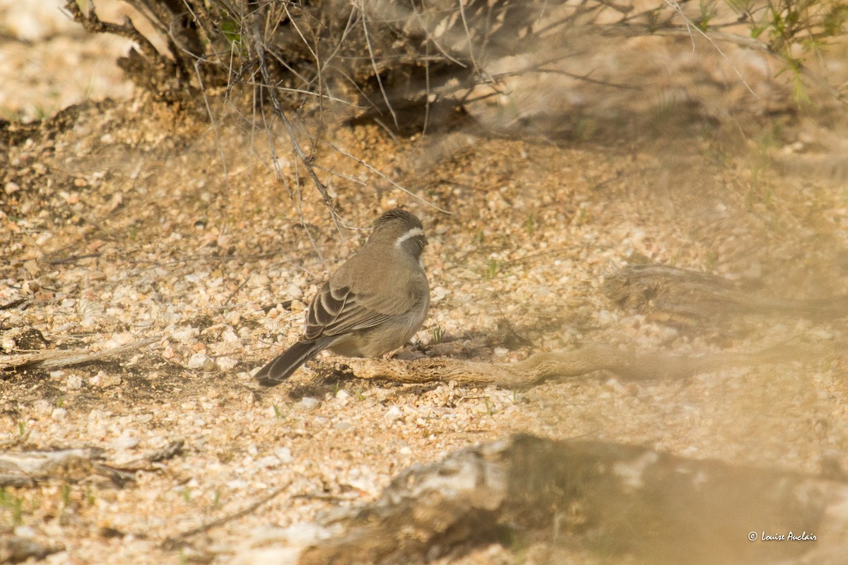 Black-throated Sparrow - ML616025747