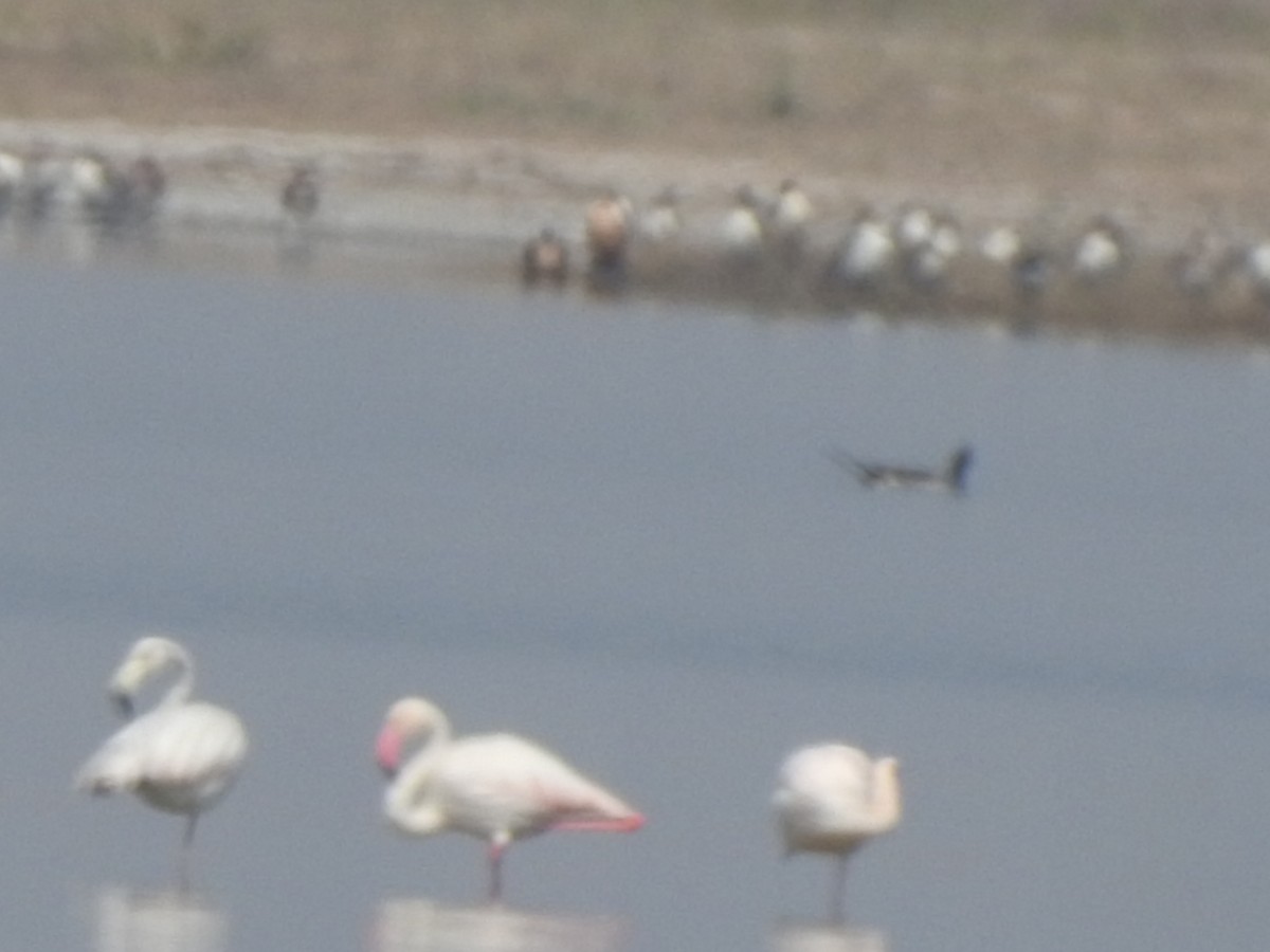 Greater Flamingo - Hemraj Patil