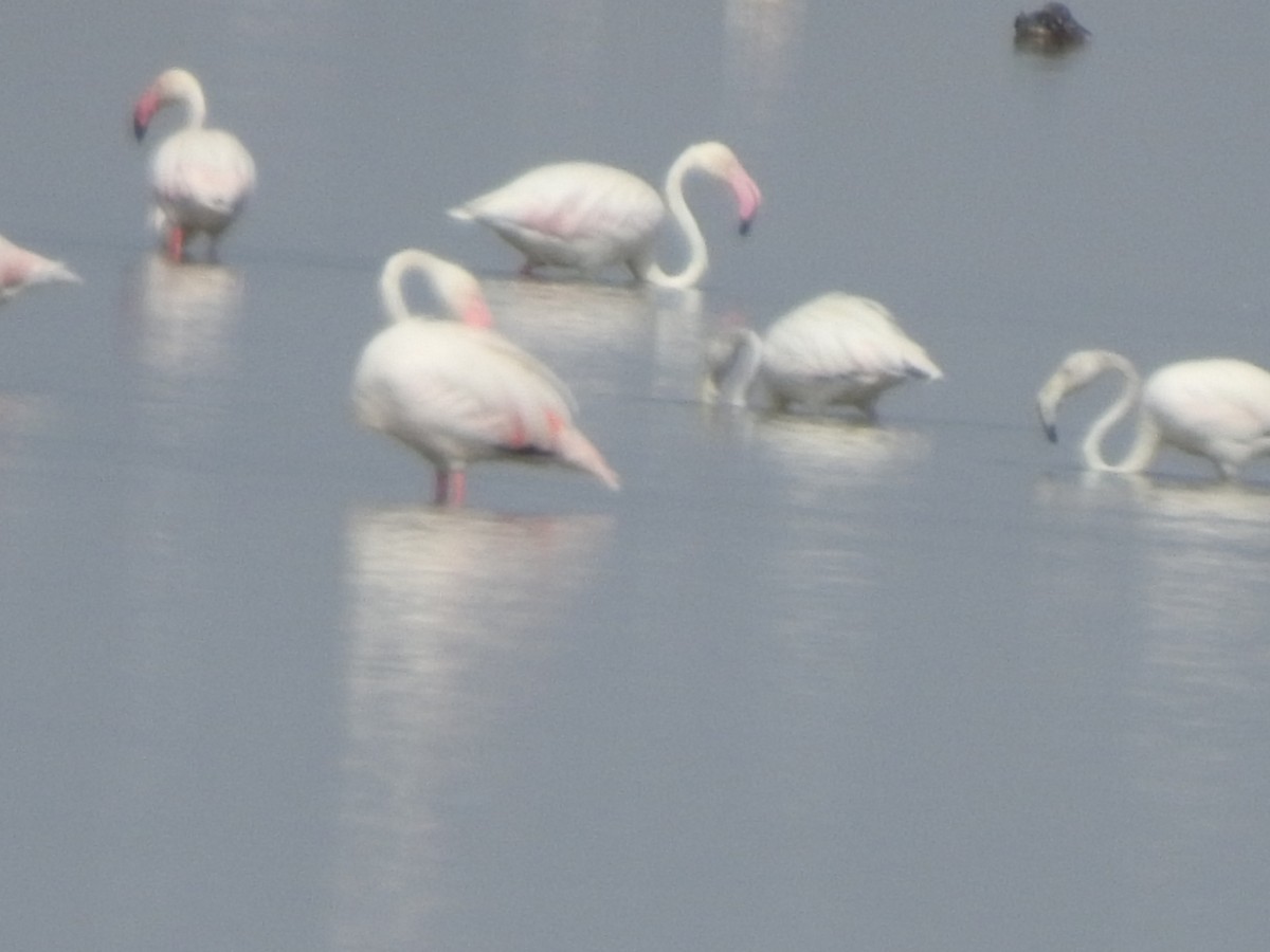 Greater Flamingo - Hemraj Patil