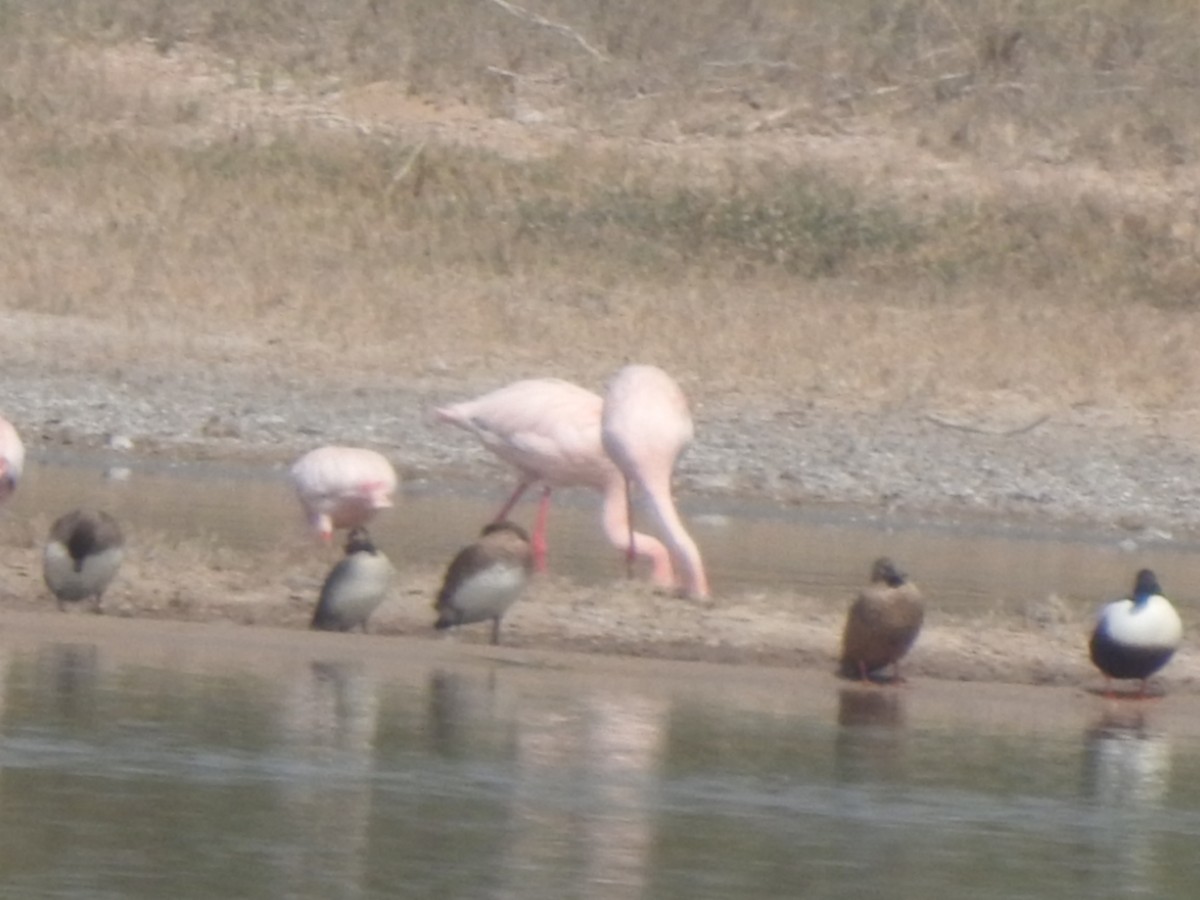 Lesser Flamingo - Hemraj Patil