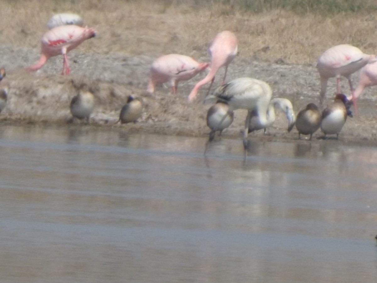 Lesser Flamingo - Hemraj Patil