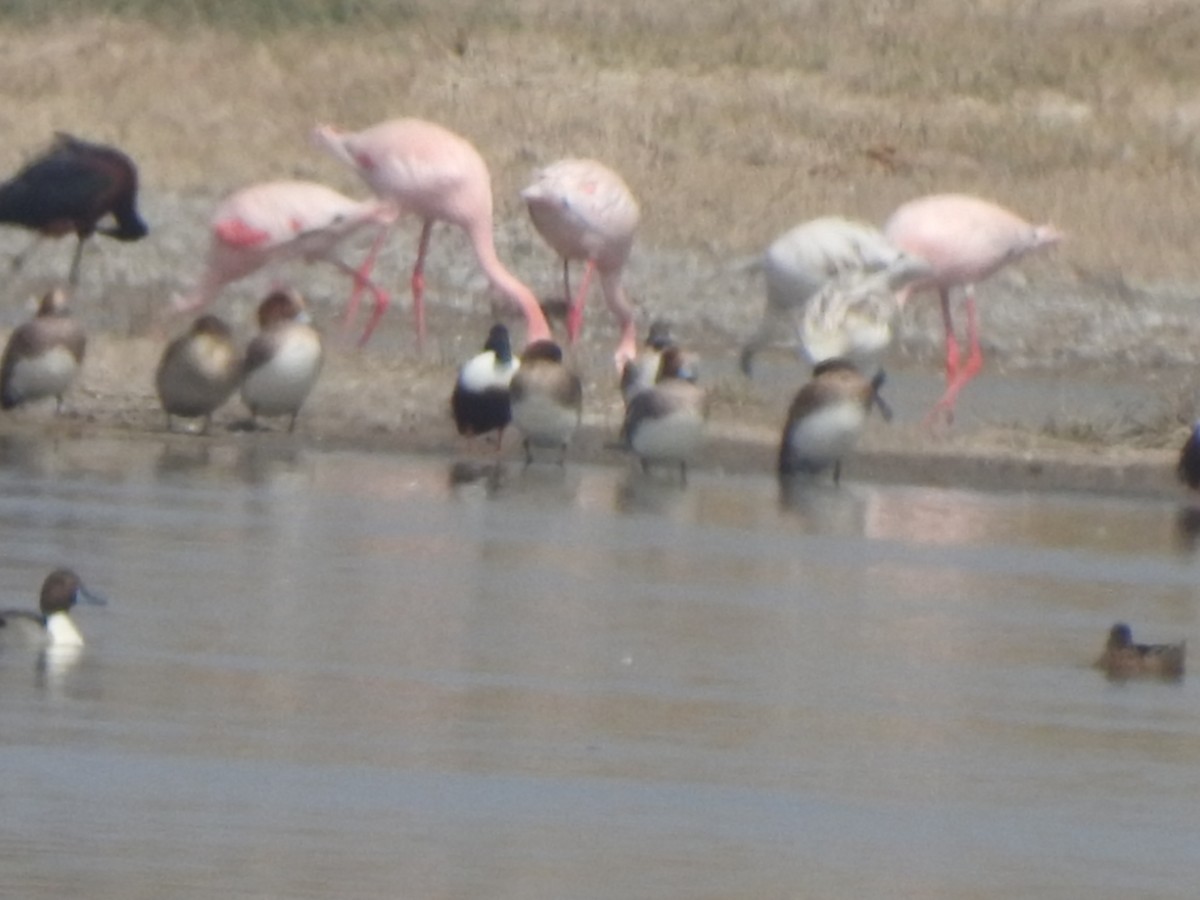 Lesser Flamingo - Hemraj Patil