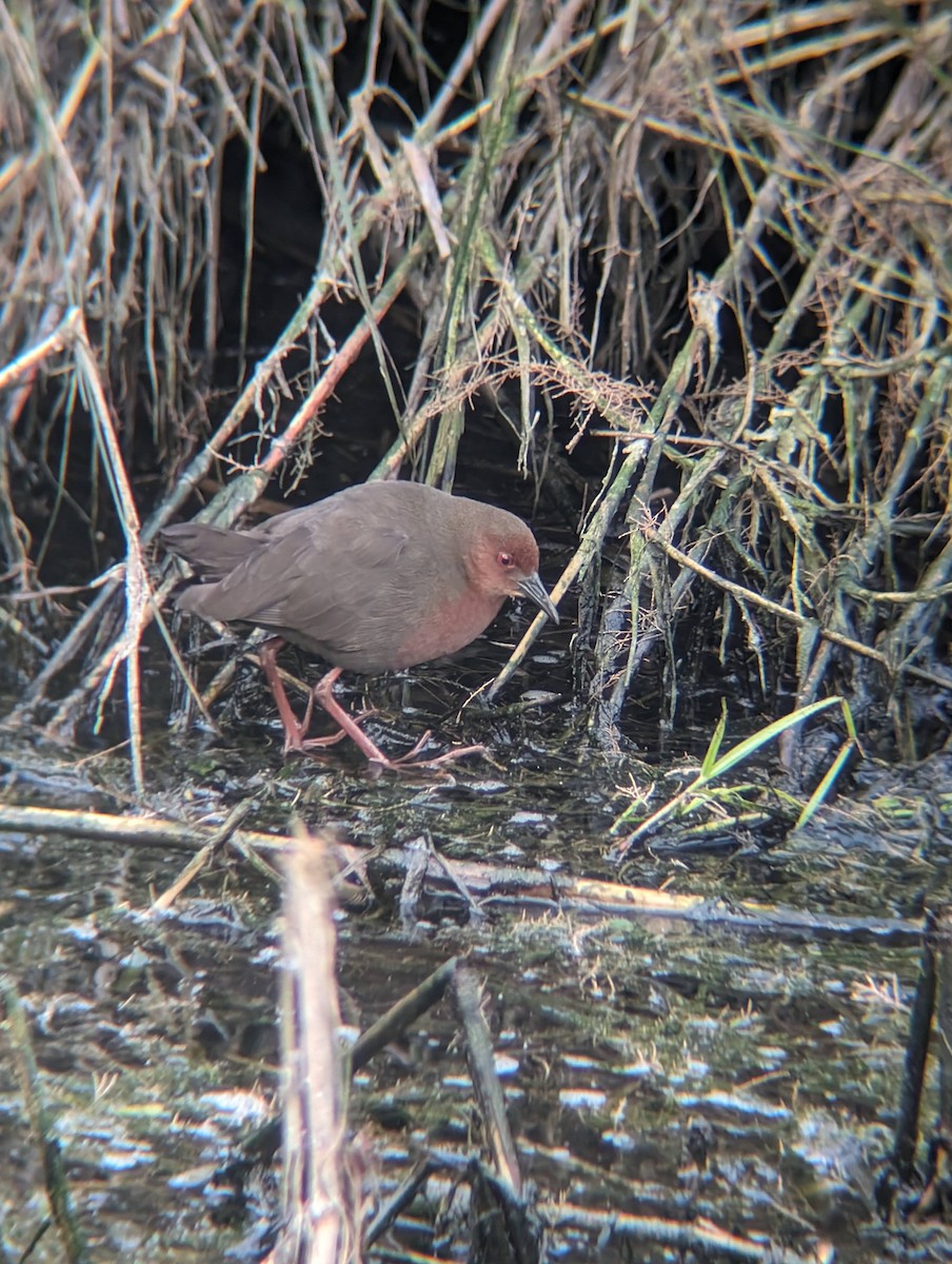 Ruddy-breasted Crake - ML616025823