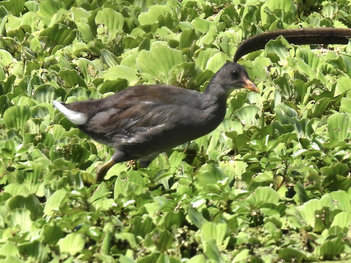 Common Gallinule - ML616025824