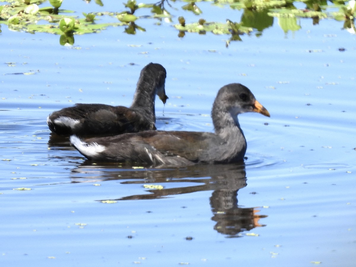 Common Gallinule - ML616025825