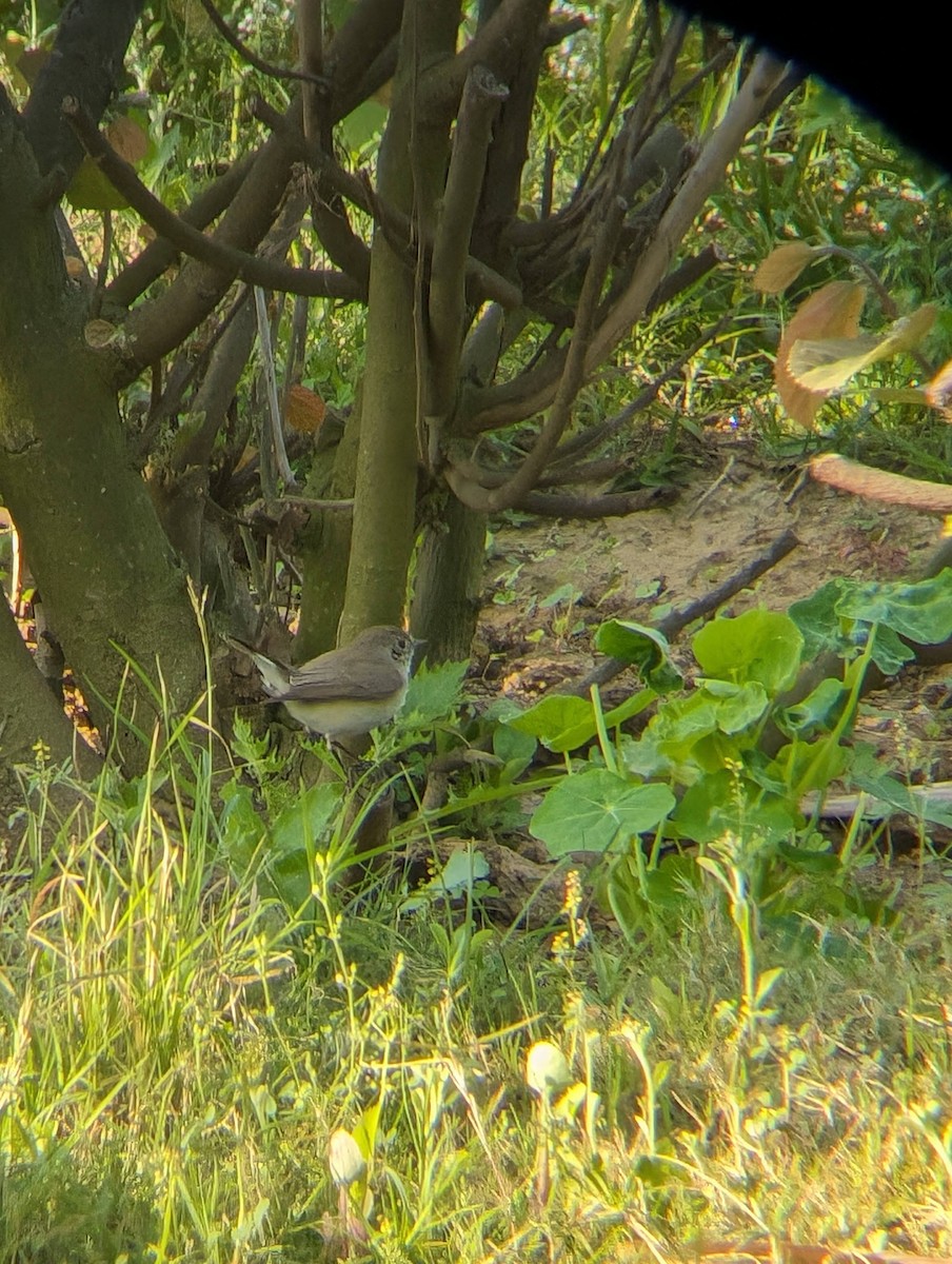 Red-breasted Flycatcher - ML616025850