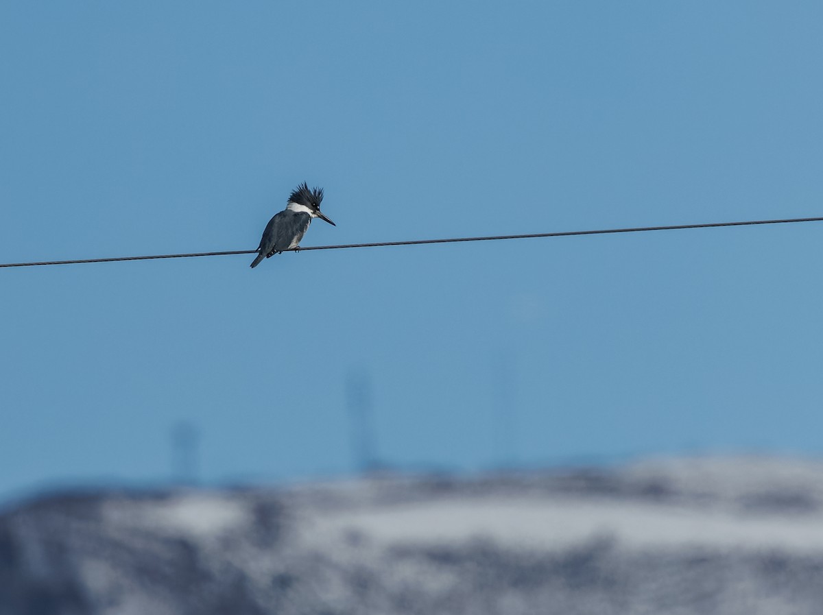 Belted Kingfisher - ML616025909