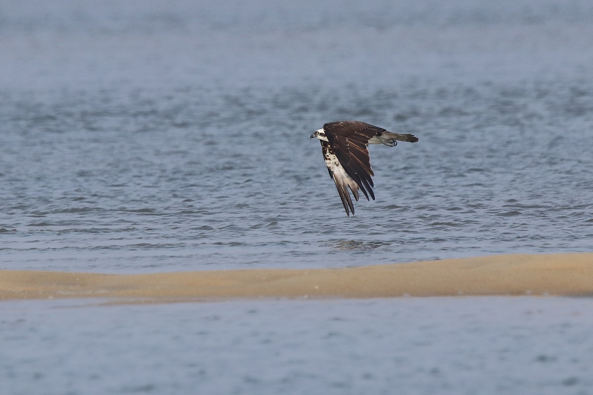 Osprey - Harshith JV