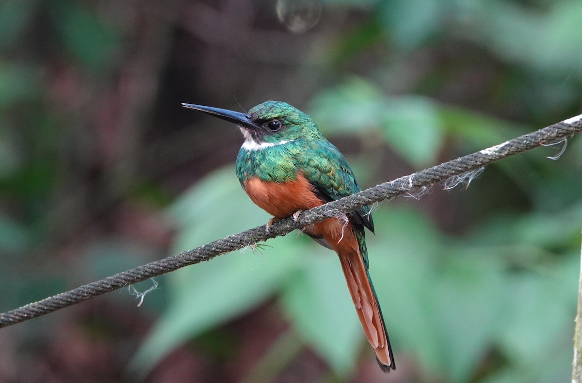 Rufous-tailed Jacamar - Mark Goodwin