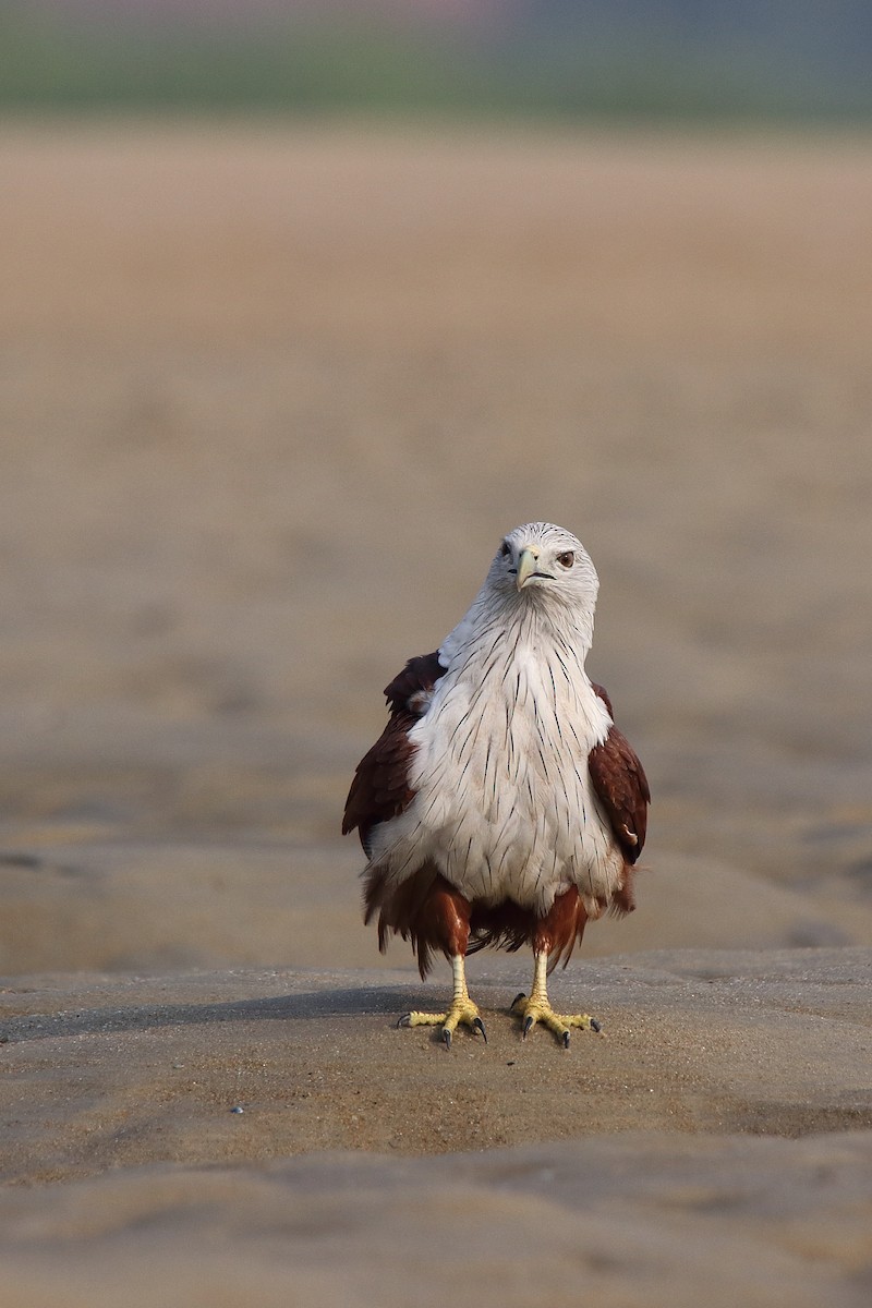 Brahminy Kite - ML616026074