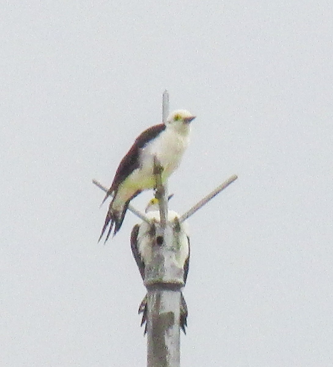 White Woodpecker - ML616026089