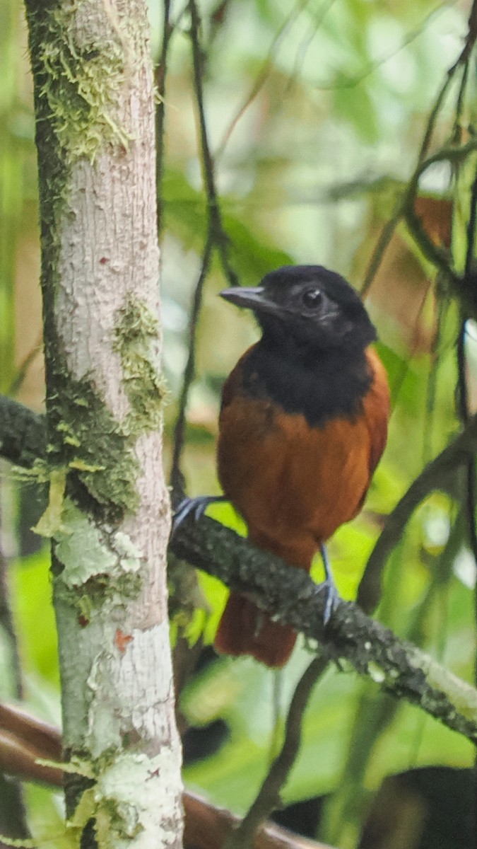 Cocha Antshrike - Scott Tuthill