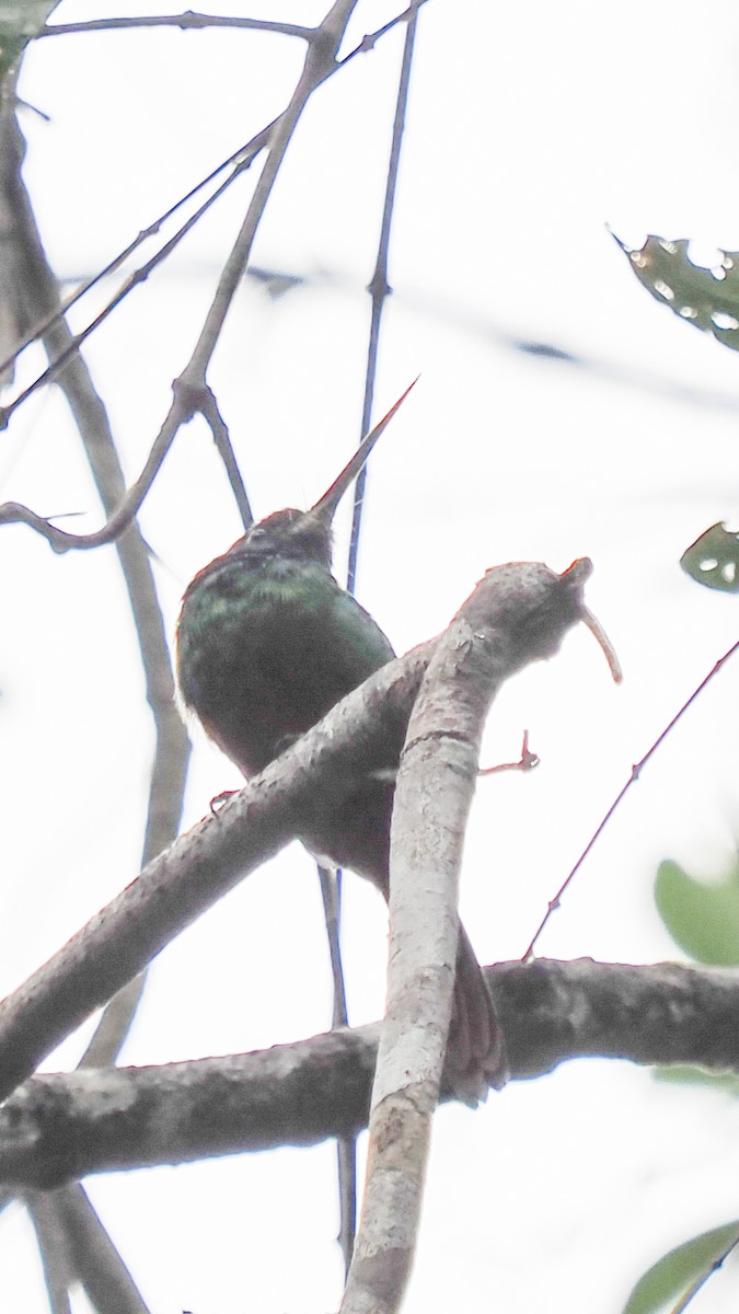 White-chinned Jacamar - ML616026116