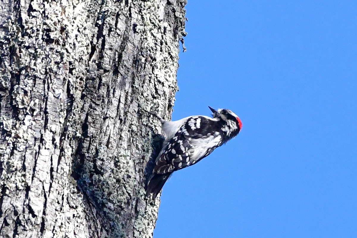 Downy Woodpecker - ML616026135