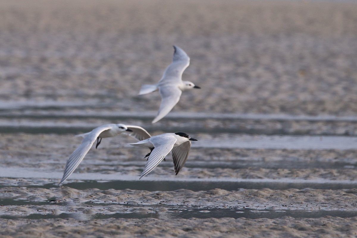 Gull-billed Tern - ML616026140