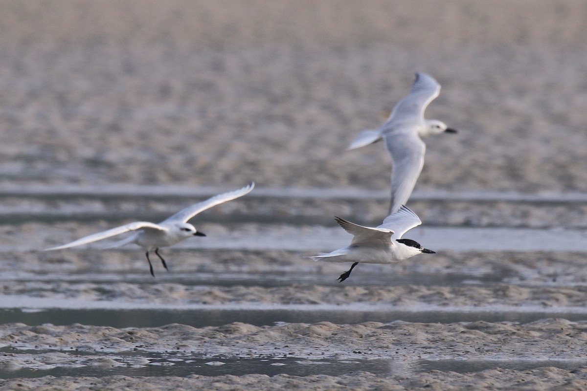 Gull-billed Tern - ML616026141