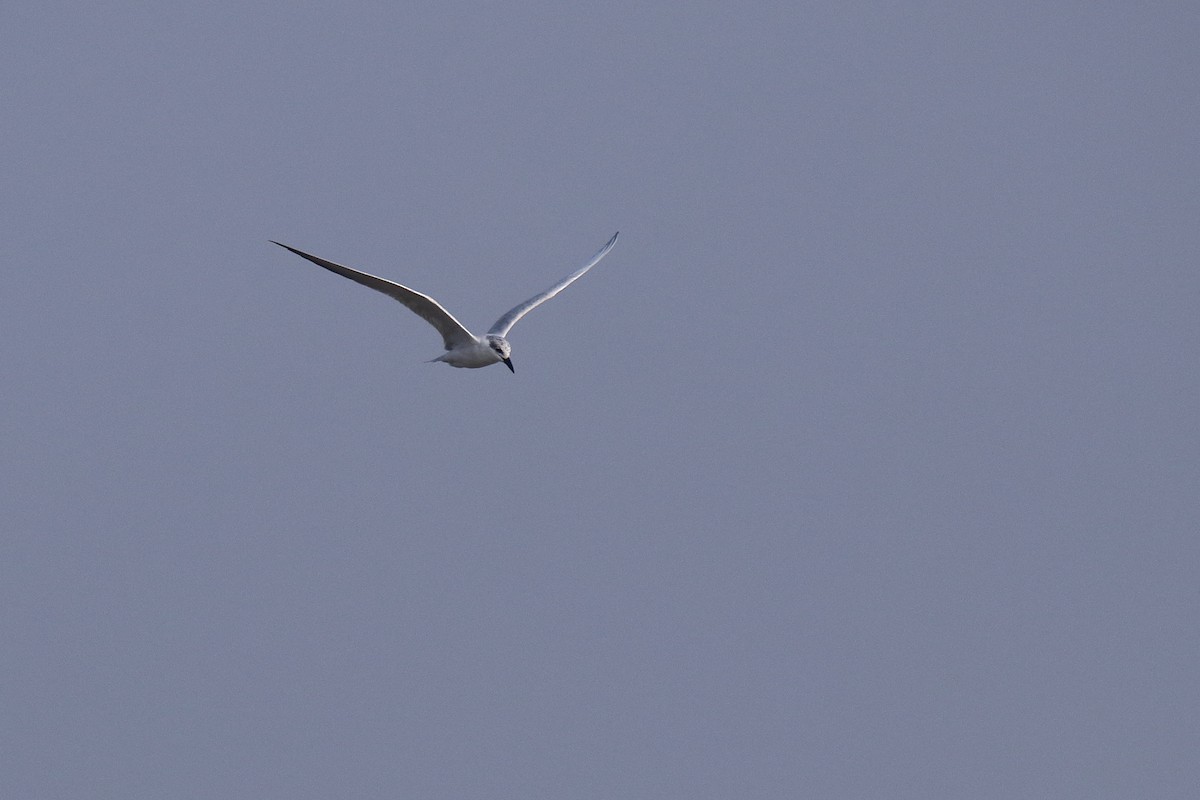 Gull-billed Tern - Harshith JV