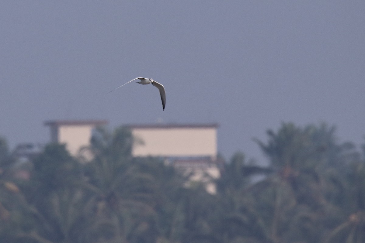 Gull-billed Tern - ML616026146