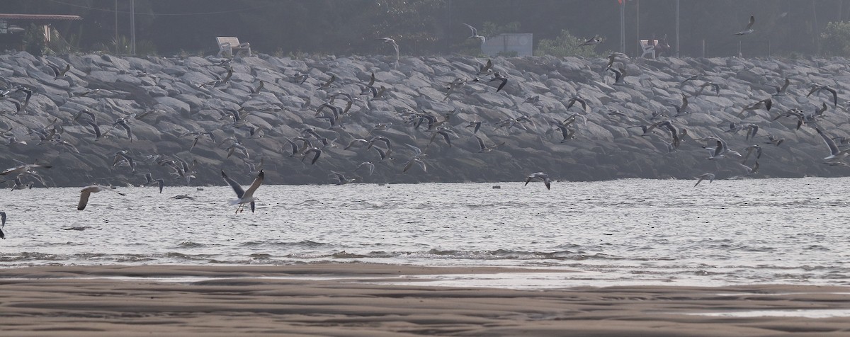 Great Crested Tern - ML616026193