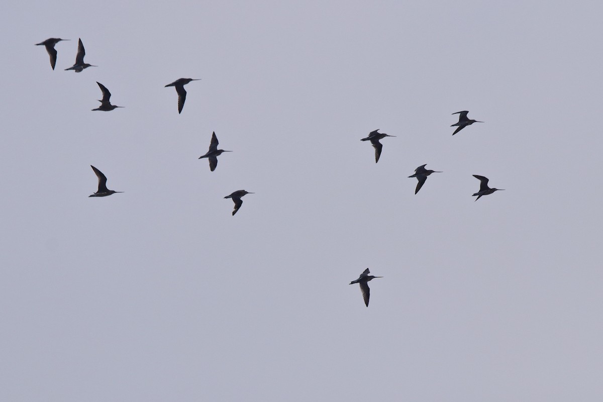 Bar-tailed Godwit - Harshith JV