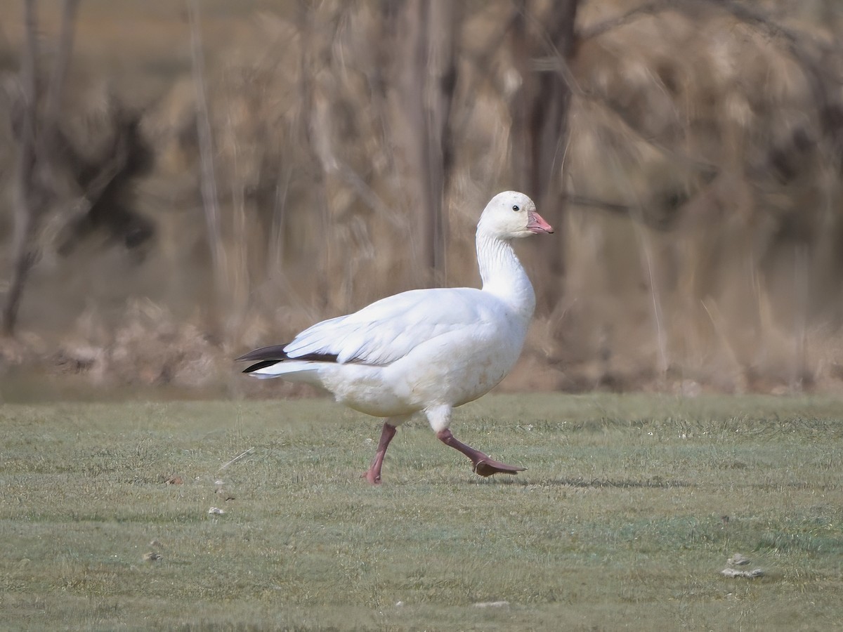 Ross's Goose - Myron Peterson