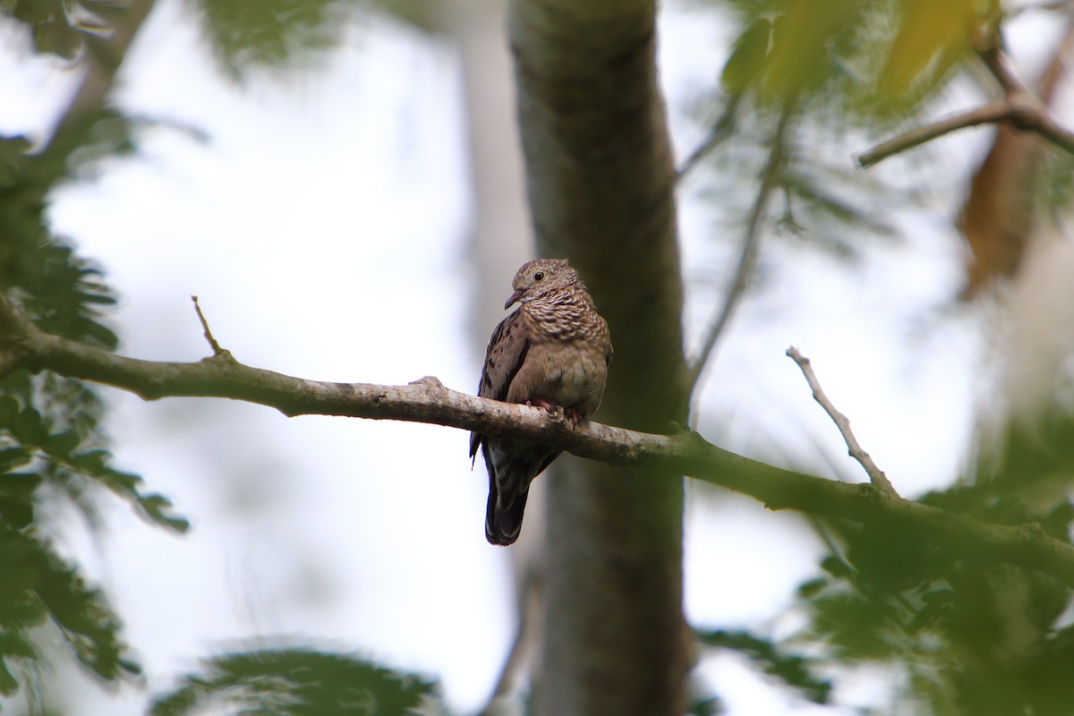 Common Ground Dove - Yiming Qiu