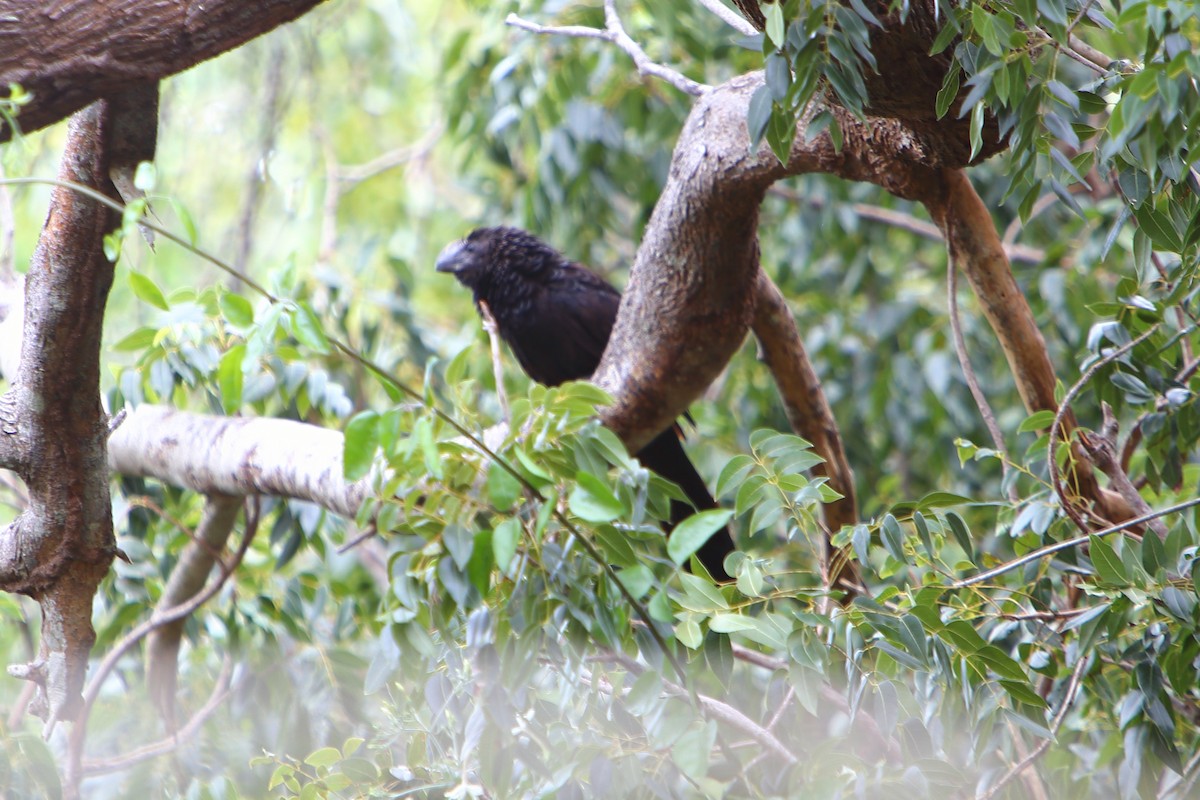 Smooth-billed Ani - ML616026249