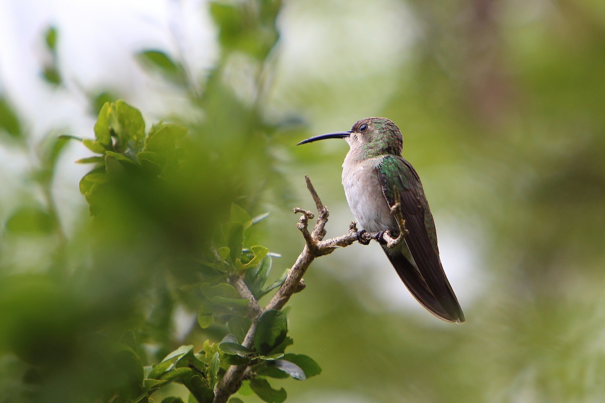 Puerto-Rico-Mangokolibri - ML616026251