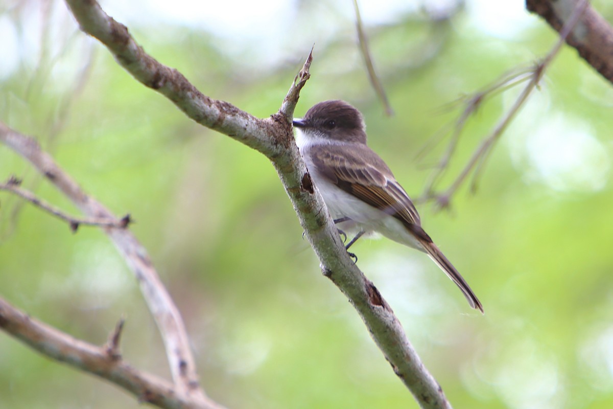 Puerto Rican Flycatcher - ML616026255