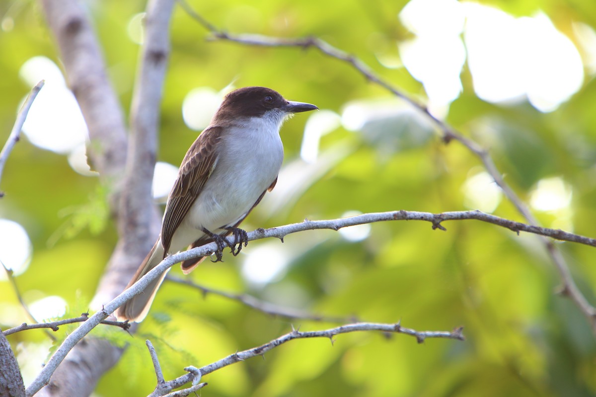 Loggerhead Kingbird - Yiming Qiu