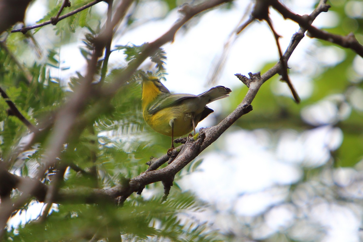 Adelaide's Warbler - Yiming Qiu