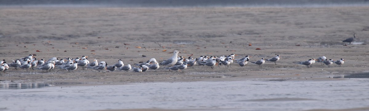 Lesser Crested Tern - ML616026276