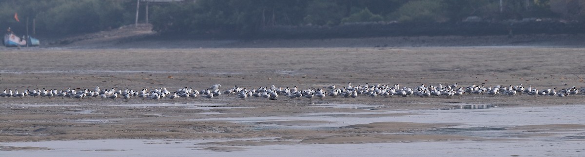 Lesser Crested Tern - ML616026278