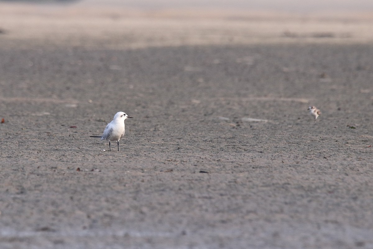 Gull-billed Tern - Harshith JV