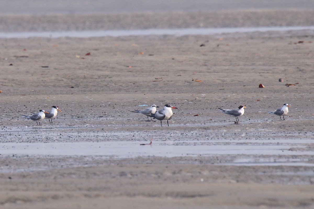 Caspian Tern - ML616026289