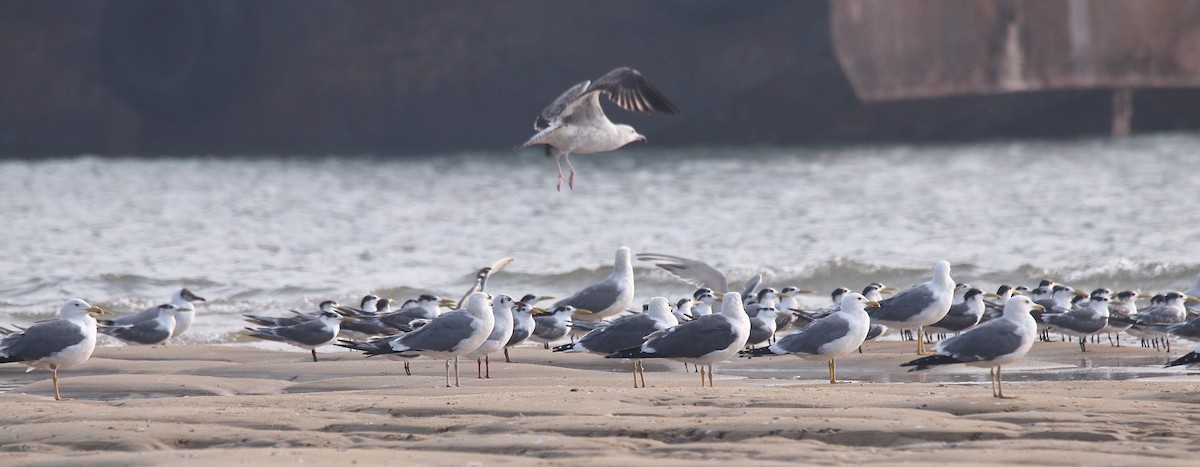 Lesser Black-backed Gull - ML616026302