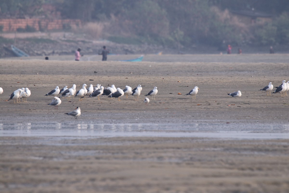 Lesser Black-backed Gull - ML616026303